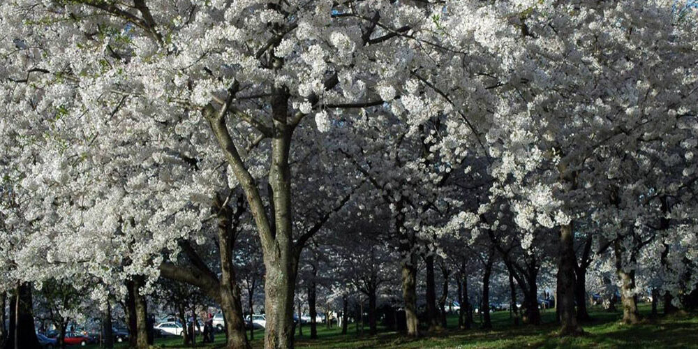 Kirschbaum mit Blüten, Blog von Cradle to Cradle NGO