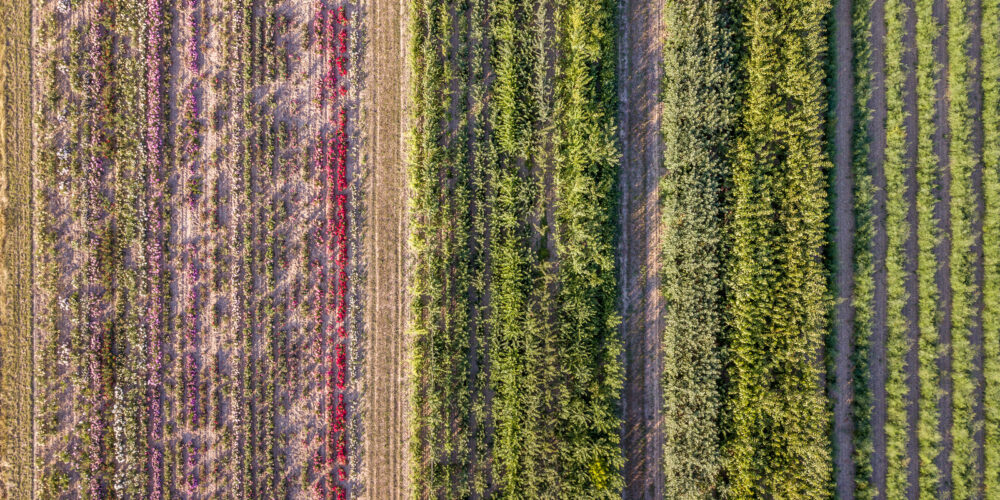Feld aus Vogelperspektive mit verschiedener Bepflanzung, Blog von Cradle to Cradle NGO