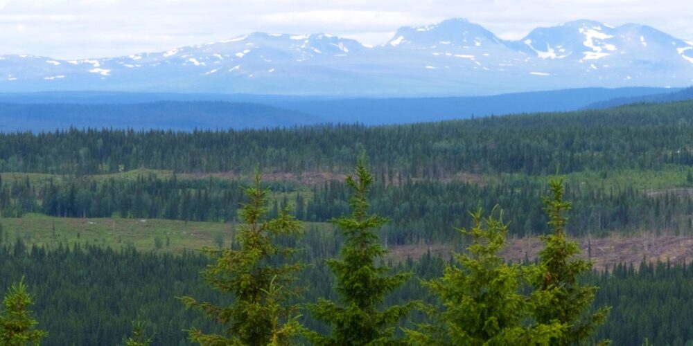 Landschaft Nadelwald mit Berge im Hintergrund