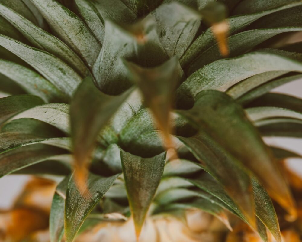 Ananas